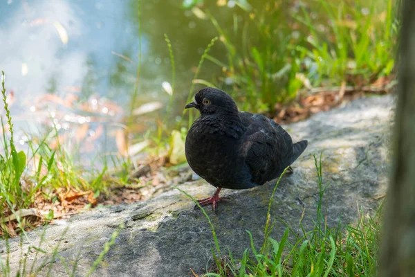 Dove Grass Pond City Dove Stands One Leg Dove Resting — Stock Photo, Image