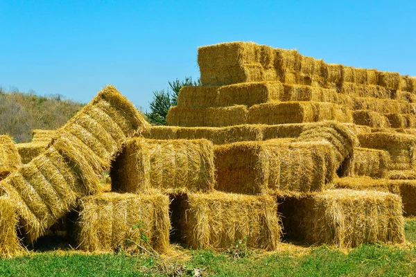 Fieno Secco Pila Sul Campo Agricolo Grande Raccolta Del Pagliaio — Foto Stock