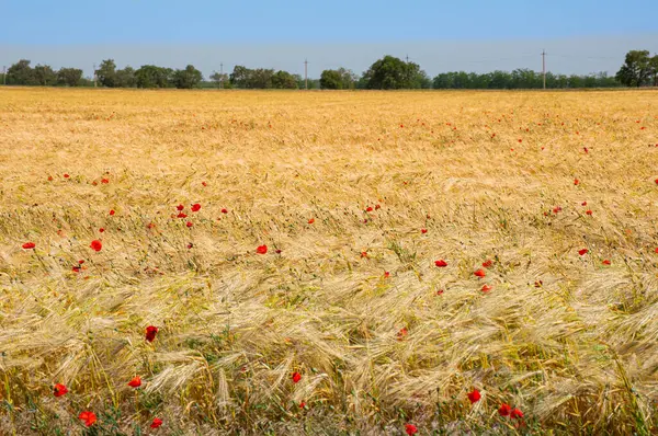 Campo Trigo Com Papoilas Vermelhas — Fotografia de Stock