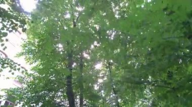 Şehir parkındaki Linden sokağı. Güneş ışınları ağaçların taçlarından geçer