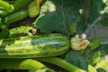 Sarı çiçekli yeşil, genç kabak, bahçe konsepti.