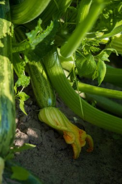 Sarı çiçekli yeşil kabak, bahçe konsepti.