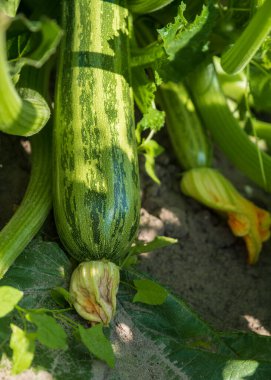 Sarı çiçekli yeşil kabak, bahçe konsepti.