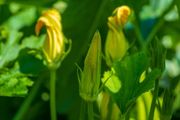 Flores Amarillas Calabacín Huerta — Foto de Stock