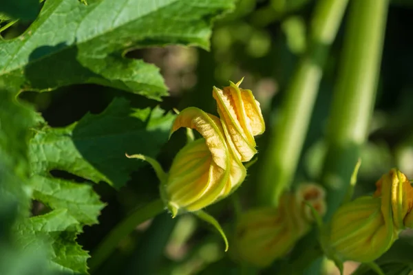Fiori Gialli Zucchine Orto — Foto Stock