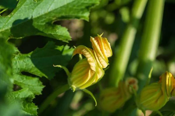 Fleurs Jaunes Courgettes Potager — Photo