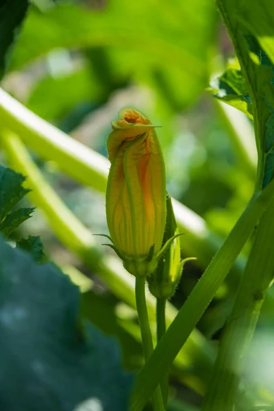 Fiori Gialli Zucchine Orto — Foto Stock