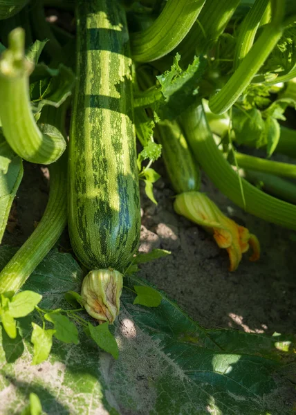 Zucchine Fresche Verdi Con Fiore Fiori Gialli Concetto Giardinaggio — Foto Stock