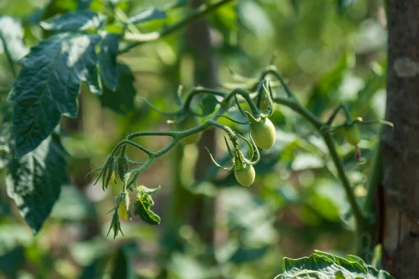 Petites Tomates Vertes Sur Une Branche Dans Jardin Ferme Biologique — Photo