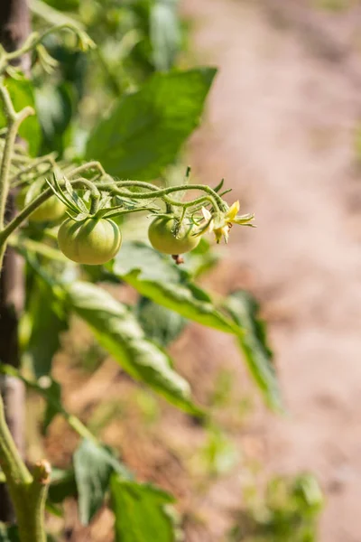 Unripe green tomatoes growing on the garden bed, summer vegetable garden