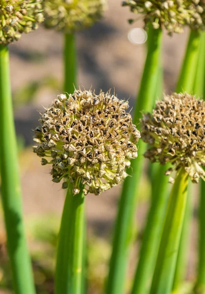 Inflorescence Allium Black Seeds — Stock Photo, Image