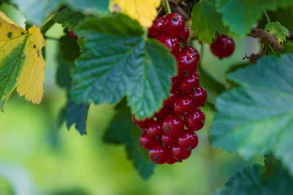 Filial Mogna Röda Vinbär Trädgård Grön Bakgrund Sommartid — Stockfoto