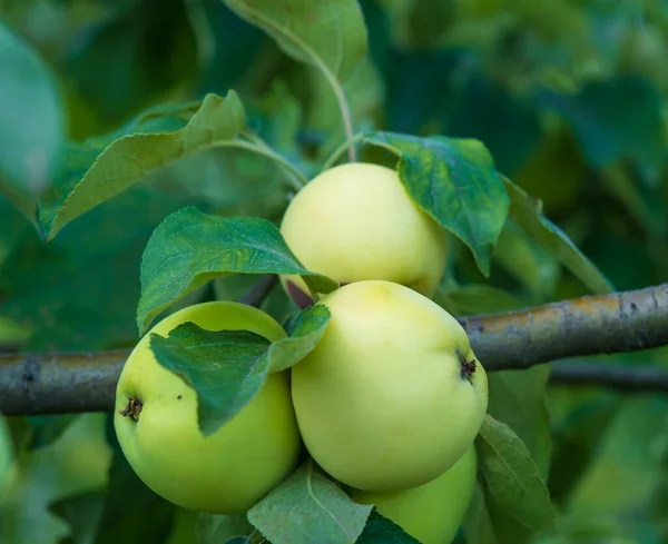 White Ripe Apples Branch Garden — Stock Photo, Image