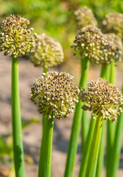 Allium Infloreszcenciája Fekete Magokkal — Stock Fotó