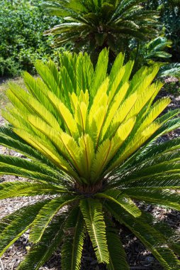 İspanya 'nın Barcelona şehrinde bir parkta Sago Palm (Cycas revoluta)