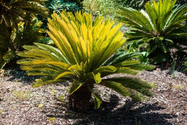 İspanya 'nın Barcelona şehrindeki bir parkta Sago palmiye yaprakları (Cycas revoluta)