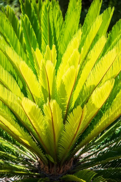 Spanya Nın Barcelona Şehrindeki Bir Parkta Sago Palmiye Yaprakları Cycas — Stok fotoğraf