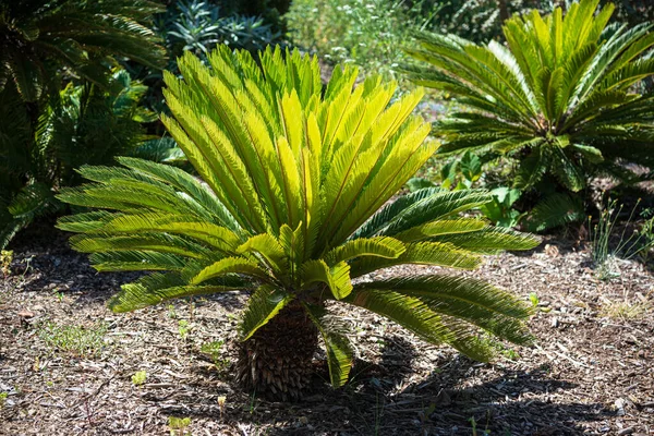 İspanya 'nın Barcelona şehrinde bir parkta Sago Palm (Cycas revoluta)