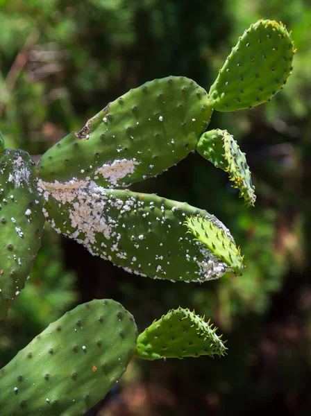 Opuntia Cactus Danneggiato Mealybug Pericoloso Parassita Varie Piante — Foto Stock