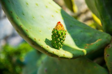 Doğadaki kaktüs yeşili bitki.