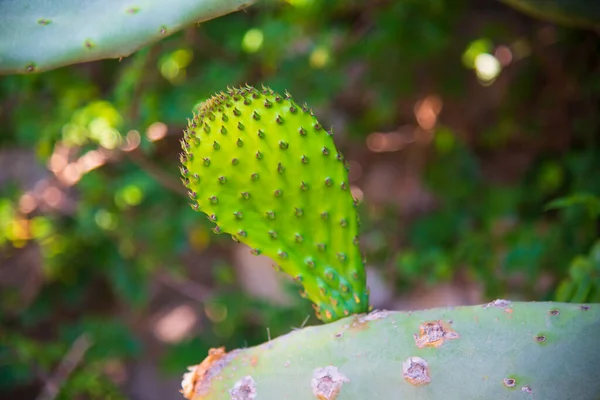 Cactus Opuntia Pianta Verde Natura — Foto Stock