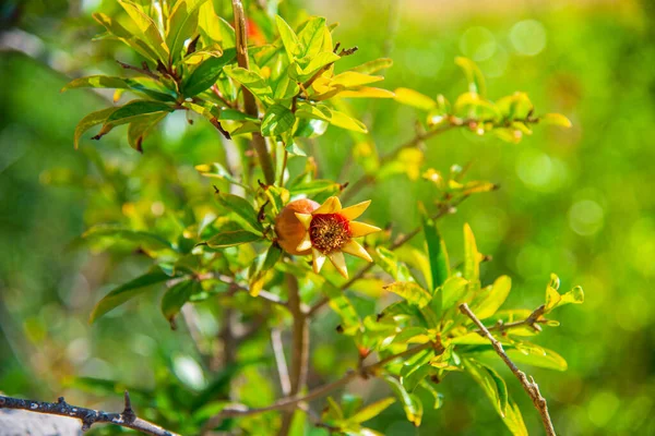 Grenade Fruits Fleurs Sur Une Branche Close — Photo