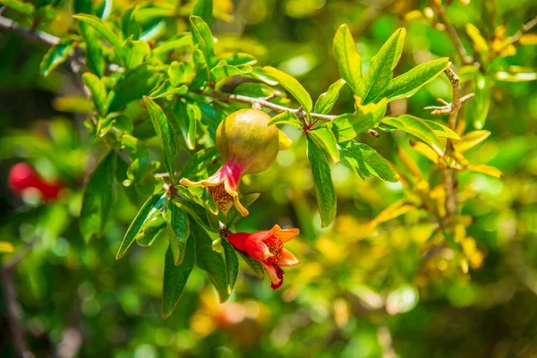 Fruta Madura Granada Flores Primer Plano Rama —  Fotos de Stock