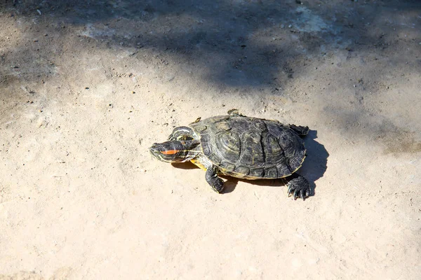 Земляная Черепаха Естественной Среде Обитания Жаркий Летний День — стоковое фото