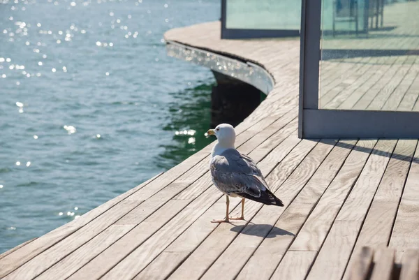 バルセロナ市内の梨の上の黄色の足のガール — ストック写真