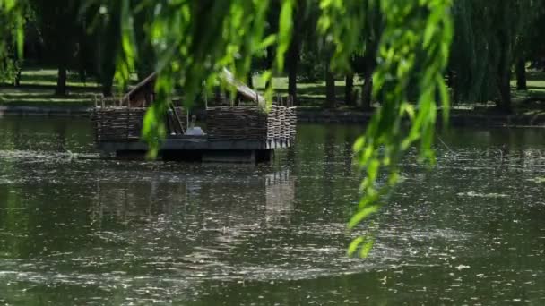 Vogelhaus Auf Einem Teich Stadtpark — Stockvideo