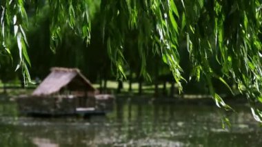 Gölette söğüt dalları var.