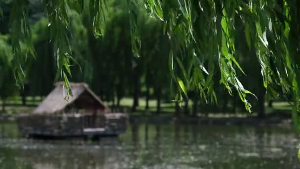 Weidenzweige Sonnenlicht Auf Einem Teich — Stockvideo