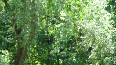 Rüzgarda sallanan yeşil yapraklı huş dalları