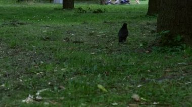 Çaylak kuş yaz parkında yeşil çimlerde yürüyor.