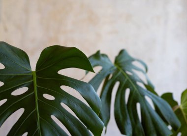 Canavar yaprakları, arka plan. Metnin için yer