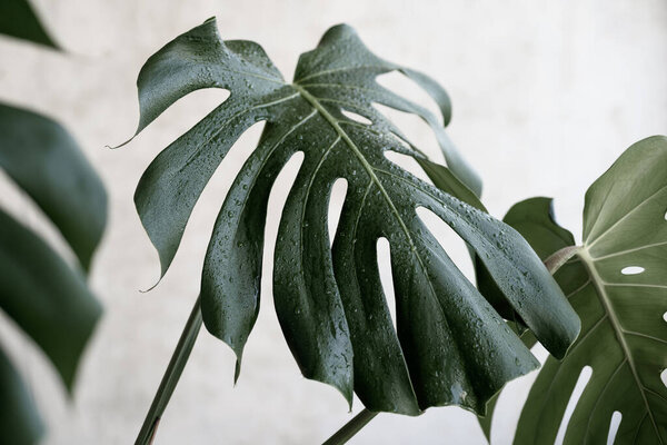 Monstera leaves with water drops, background