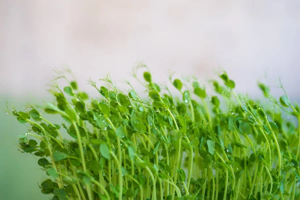 Ervilha Brotos Microverdes Com Gotas Água Perto Brotos Crus Microgreens — Fotografia de Stock