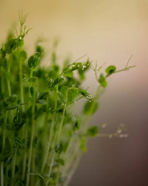 Brotos Microverdes Ervilha Fecham Brotos Crus Microgreens Conceito Comida Saudável — Fotografia de Stock