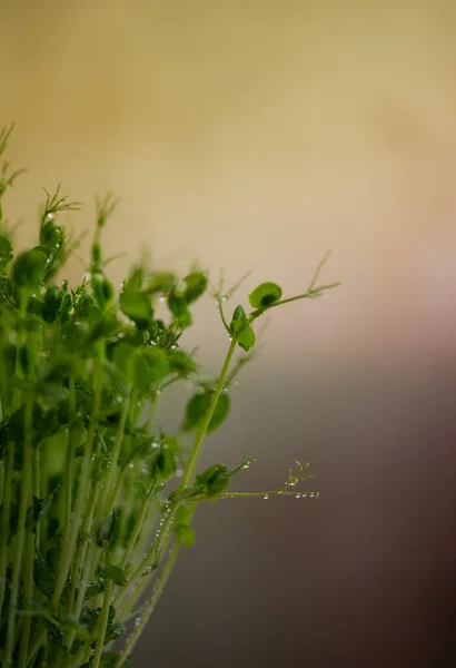 Brotos Microverdes Ervilha Fecham Brotos Crus Microgreens Conceito Comida Saudável — Fotografia de Stock