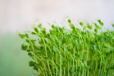 Su damlalı bezelye yeşili lahanalar, yaklaşın. Çiğ lahanalar, mikro yeşiller, sağlıklı gıda konsepti..