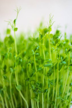 Su damlalarıyla bezelye yeşili filizler, seçici odak