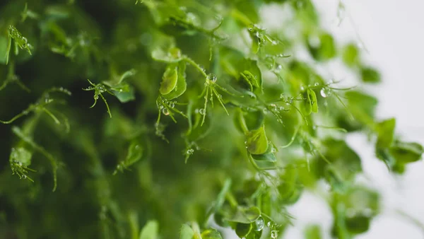 Brotes Microverdes Guisante Con Gotas Agua Cerca Brotes Crudos Microverdes — Foto de Stock