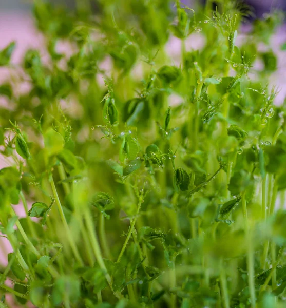 Ervilha Brotos Microverdes Com Gotas Água Perto Brotos Crus Microgreens — Fotografia de Stock