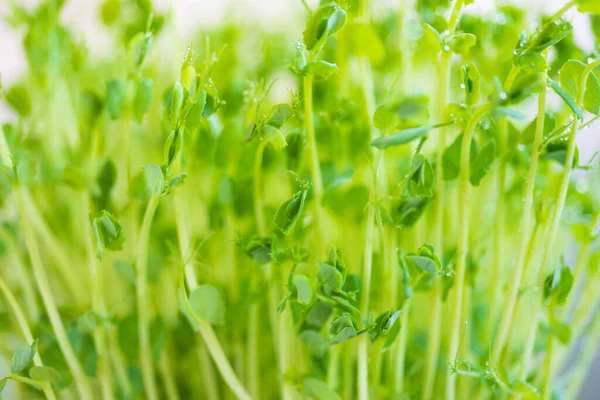 Pea Microgreen Sprouts Water Drops Close Raw Sprouts Microgreens Healthy Royalty Free Stock Images