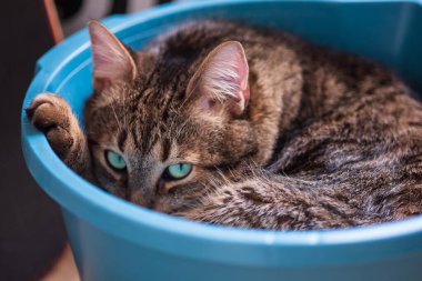 Kasede uyuyan sevimli gri kedi.