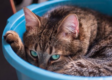 Kasede uyuyan sevimli gri kedi.