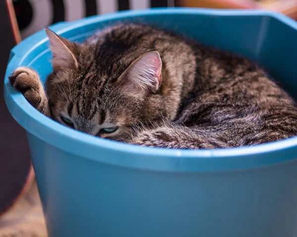 Cute Gray Cat Sleeping Bowl Comfort Zone Concept View — Stock Photo, Image