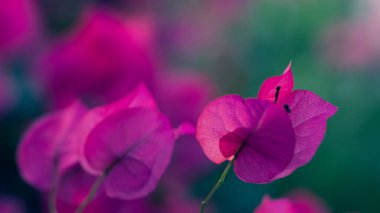 Flowering bougainvillea of bright color, selective focus