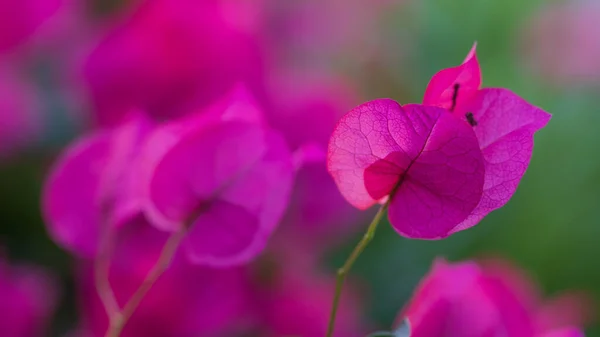 Bougainvillea Floração Cor Brilhante — Fotografia de Stock