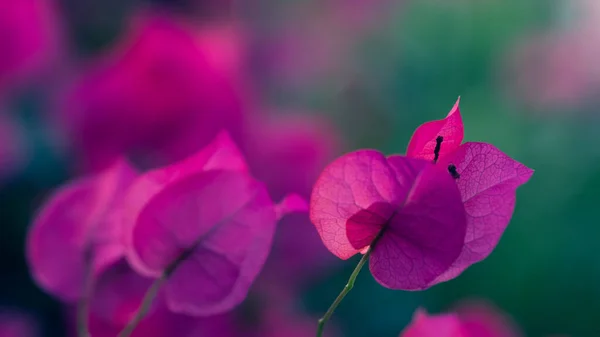 Flowering Bougainvillea Bright Color Selective Focus — Fotografia de Stock